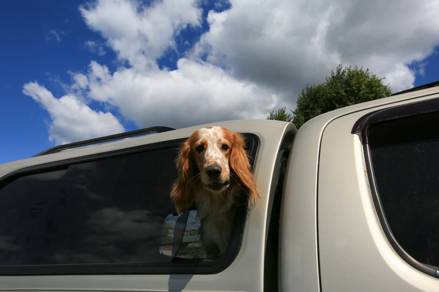 Hyundai Kona Dog Car Seat for English Cocker Spaniels